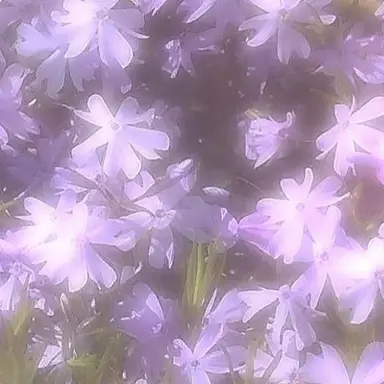 Profile image of 鯉登