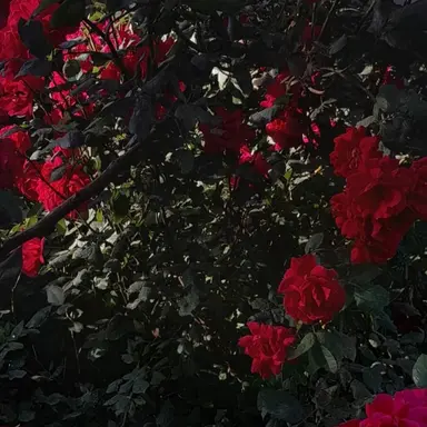 Profile image of 菊田