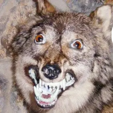 Profile image of 늑대