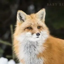 Profile image of 여우