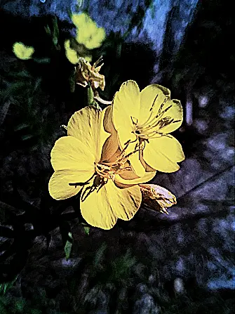Bagopasibarkk의 { 慈花 }