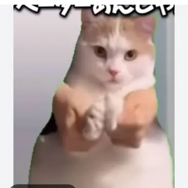 Profile image of 手合わせ猫
