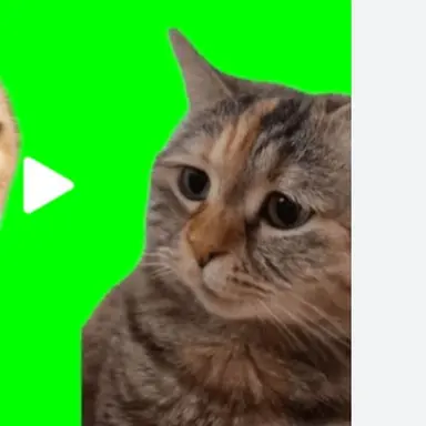 Profile image of 説教される猫