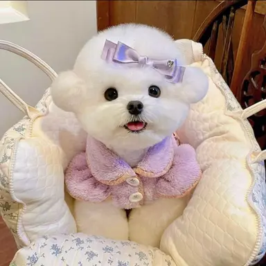 Profile image of 설탕이