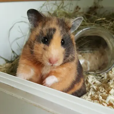 Profile image of Oakley