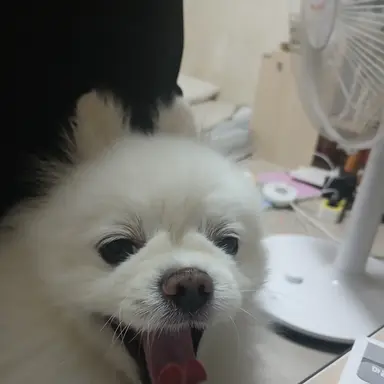 Profile image of 배포