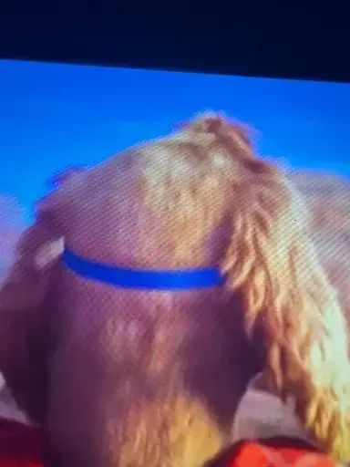 Profile image of Charlie