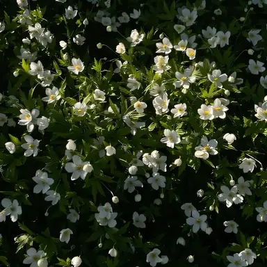 Profile image of 루이