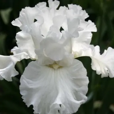 Profile image of Iris