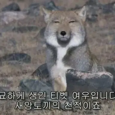 Profile image of 여우