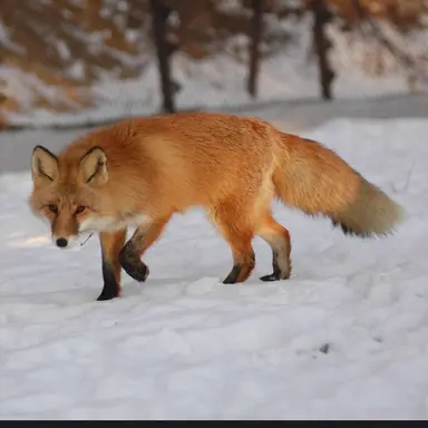 Profile image of 여우