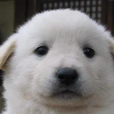 Profile image of 깽이