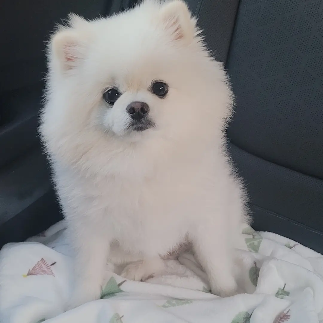 OrnateQuote7100의 엘빈한테 뺨맞은 리바이
