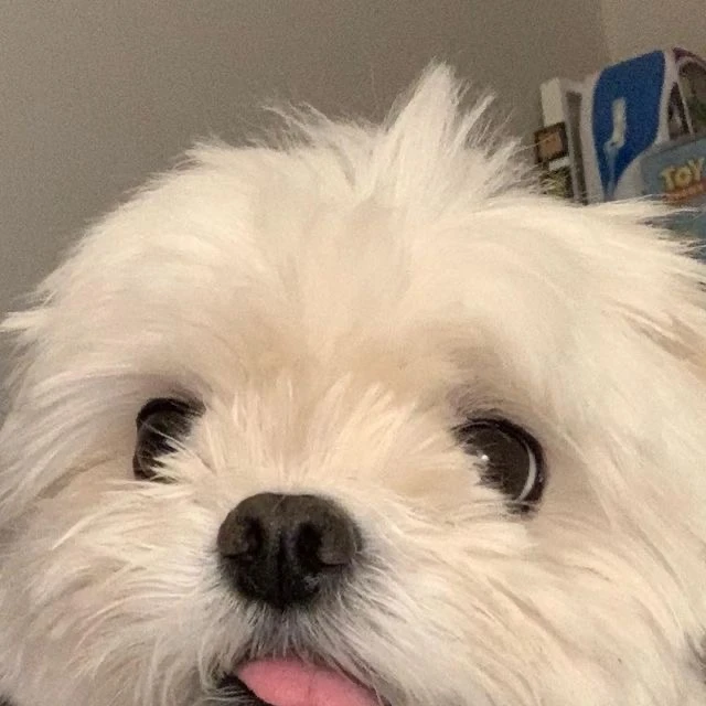 김동현