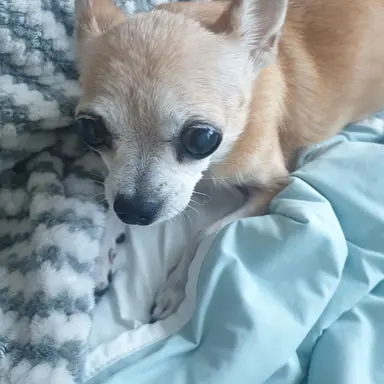 Profile image of 꼬미