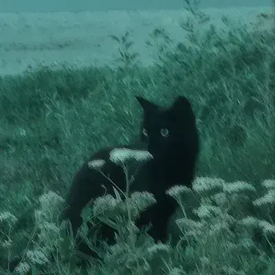 TastyLane0705의 The Cullens