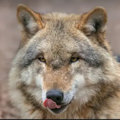 Profile image of Wolf