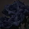 Profile image of Killer Guest