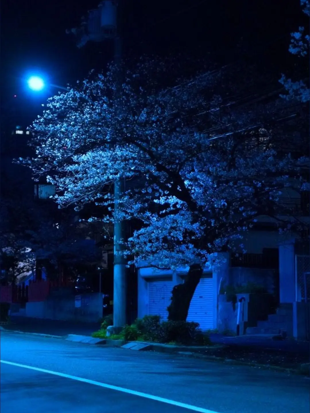 hakip의 桜の兄弟は兄？姉？