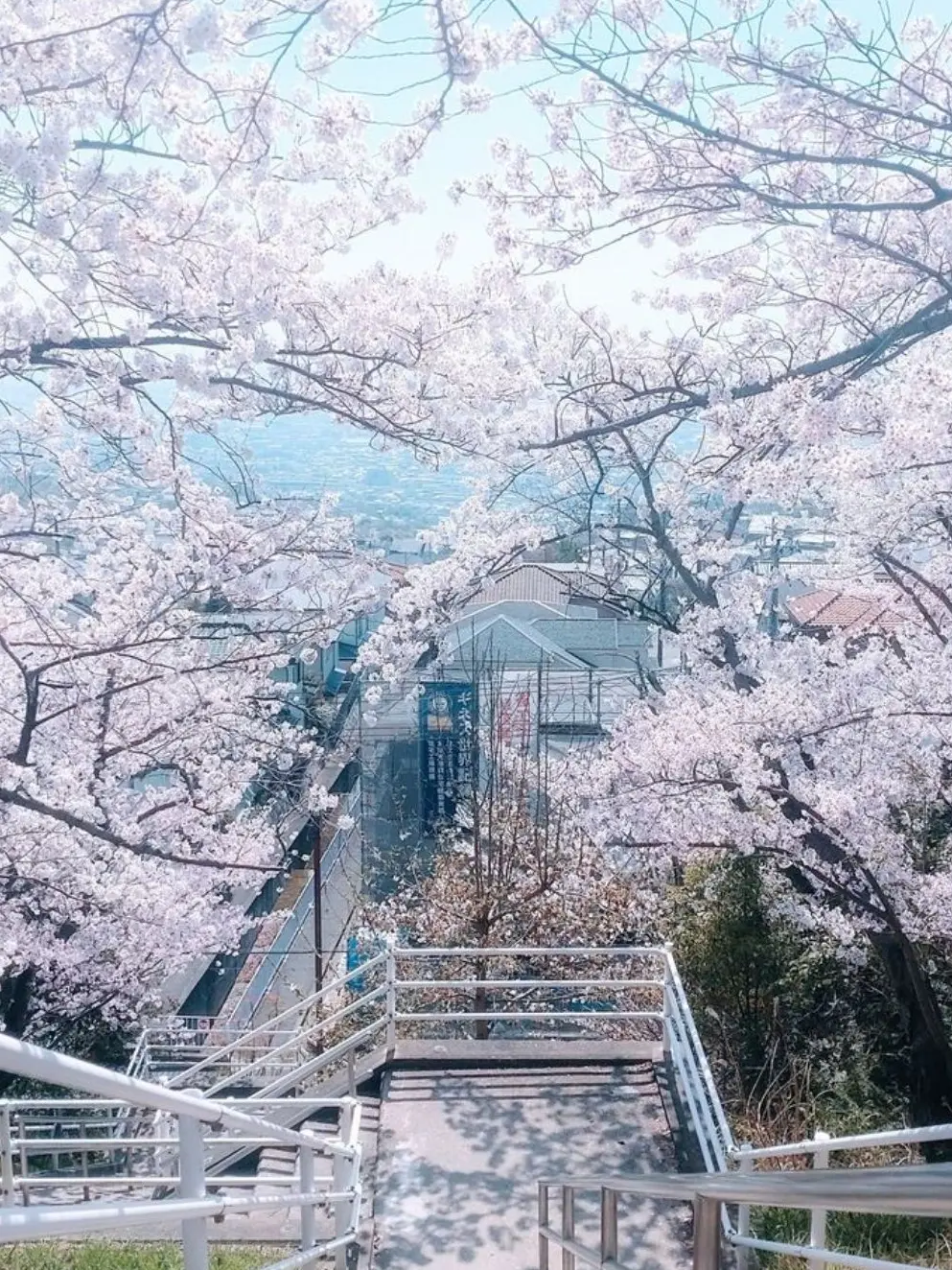 hakip의 ✧桜の兄弟は兄？姉？