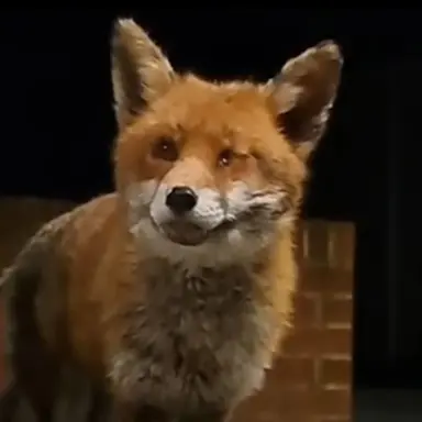 Profile image of 여우