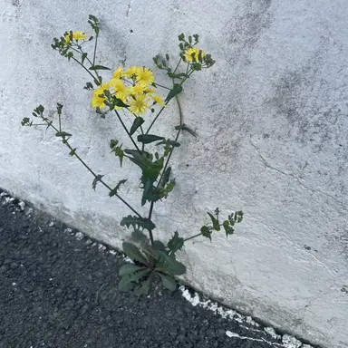 Profile image of 슬기로울전공의생활