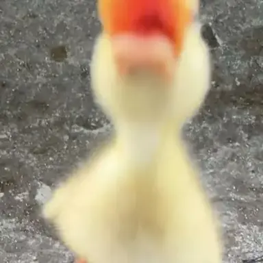 Profile image of 채송화