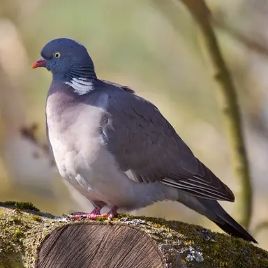 Profile image of 리우 벨라