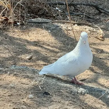 Profile image of 로안 클로즈