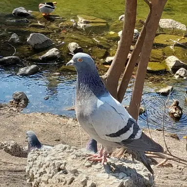 Profile image of 로즈 그리온