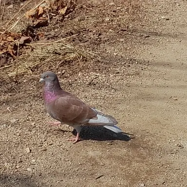 Profile image of 브라운 로스트