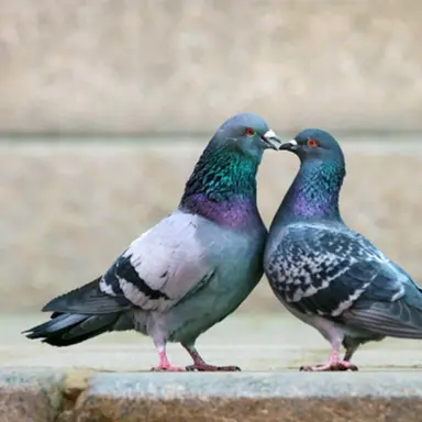 Profile image of 릴리 비아