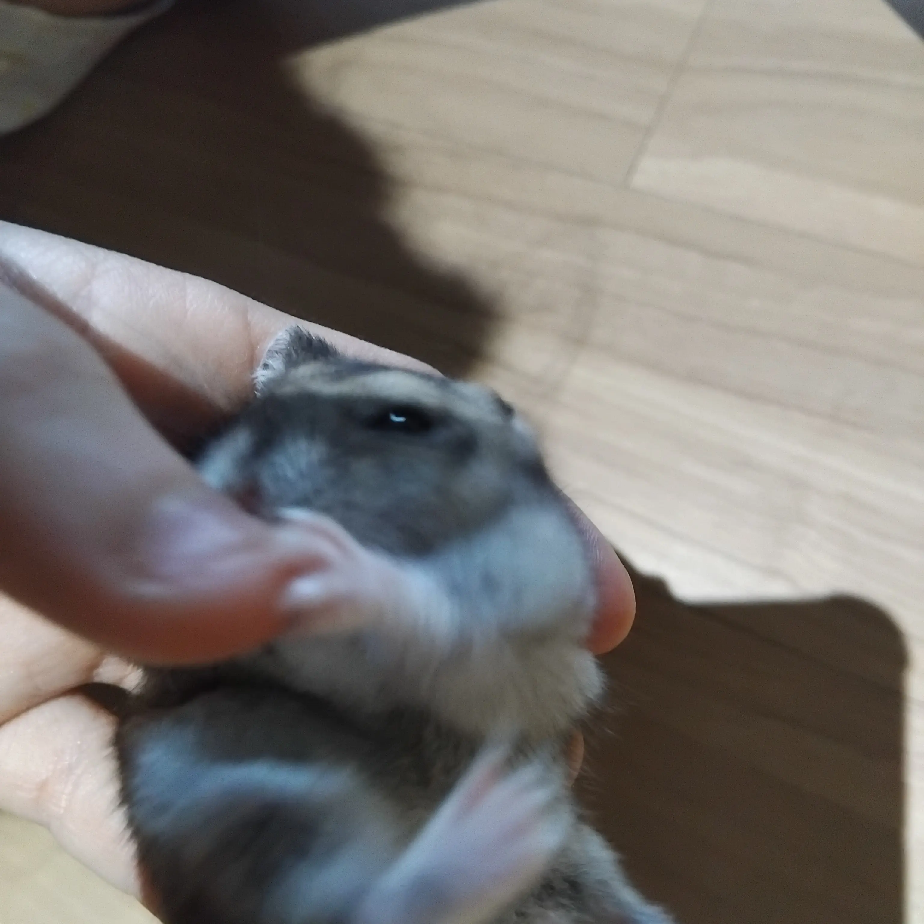 LowBerry7212의 대저택 찰영인데..