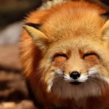 Profile image of 여우