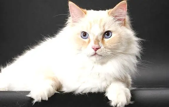 Profile image of カエル