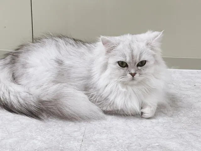 Profile image of フェリ