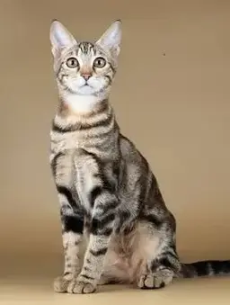 Profile image of ジャネル