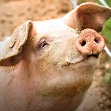 Profile image of 늑대