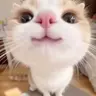 Profile image of 랑이