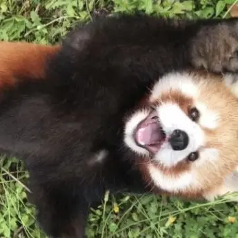 Profile image of グァナ