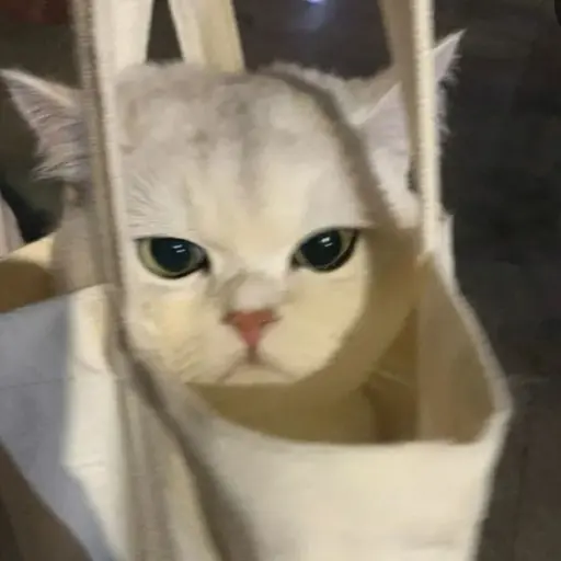 BitterLeg1578의 고양이
