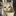 고양이