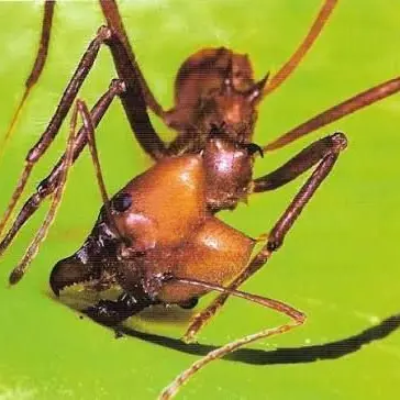 Profile image of 가위개미