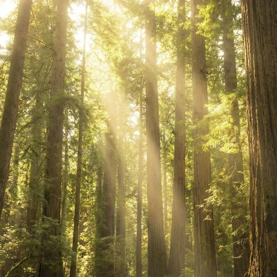 rabbit2026의 탐닉의 숲