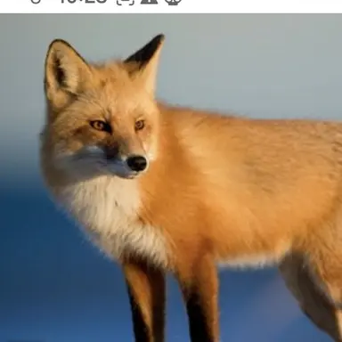 Profile image of 여우