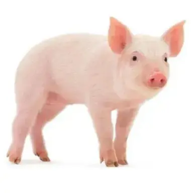 Profile image of 여우