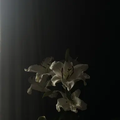 Profile image of 目黒蓮