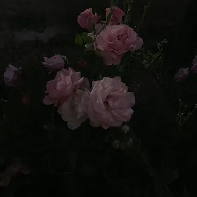 Profile image of ドヨン