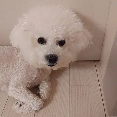 Profile image of 고고프렌즈