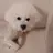 고고프렌즈
